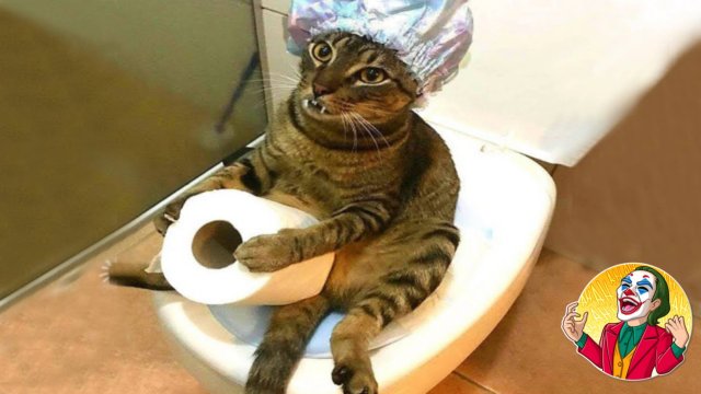 Приколы с котами.С ОЗВУЧКОЙ Смешные коты ; самые смешные животные;
