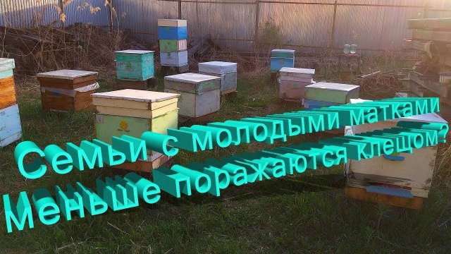 Молодая матка = невосприимчивость к клещу? Разбор от Кашковского