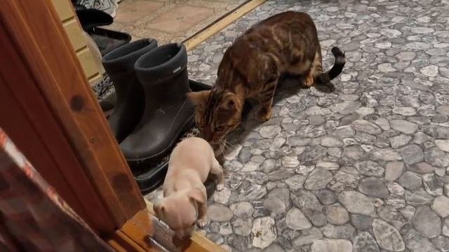 Видео WhatsApp 2025-09-16 в 23.11.37_711747e9