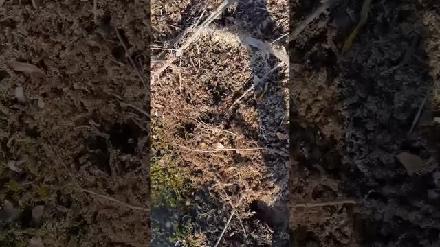 1000001017.mp4