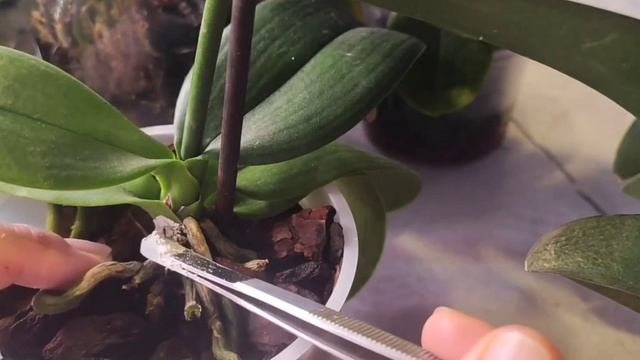 убираем "корень зла", как нерв у зуба.