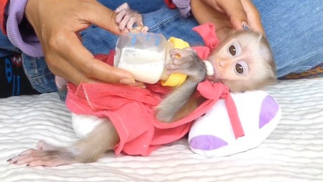 Обезьянка милашка вроде спокойная не брыкается вырывает соску истерит Пьет молоко Успокоилась