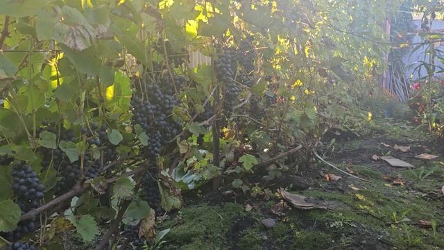 Памяти Домковской (ЧБЗ) .Развинчивание мифа о данном сорте .