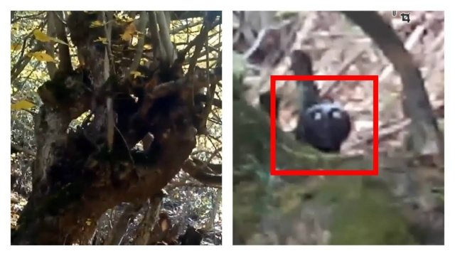 5 Странные существа снятых на камеру | Страшные видео