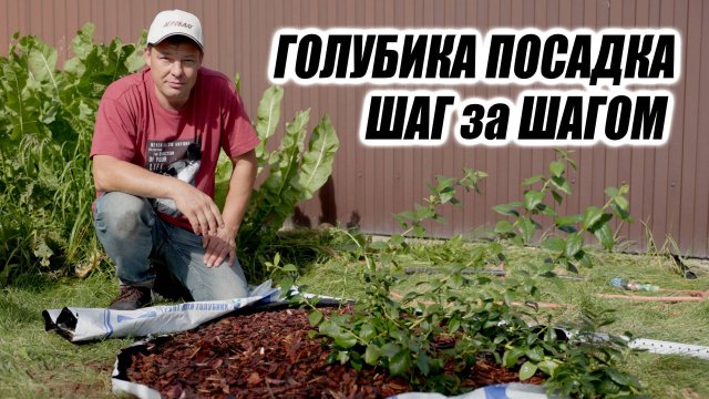 Как посадить голубику? Подробный пошаговый рецепт.