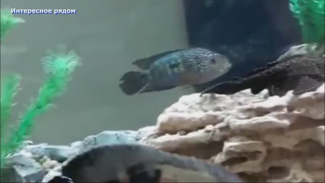 Аквариум с рыбками в ТРК Фокус #аквариум