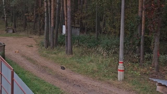КОШАЧЬИ БУДНИ
