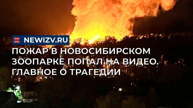 Пожар в Новосибирском зоопарке попал на видео. Главное о трагедии
