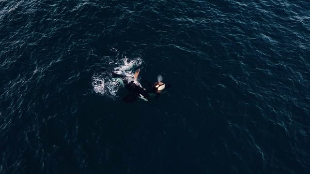 Are Killer Whales Really Killers_