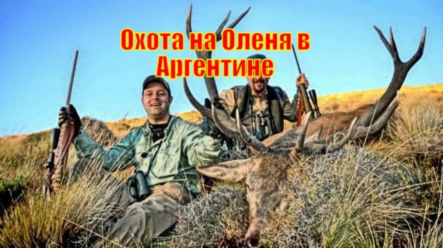 Охота на Оленя на свободном выгуле в Аргентине