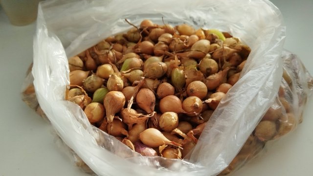 Привожу в порядок грядки для осеннего посева. Немного воспоминаний. Супер лук.
