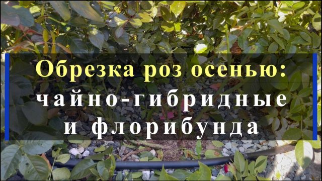 Обрезка роз осенью: чайно-гибридные и флорибунда