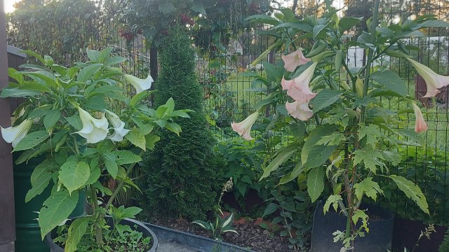 Любимая дача 24.09.25 г.🌸🌲🌾😍 #обзордачи