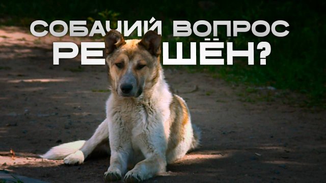Закон о безнадзорных животных принят в Забайкалье