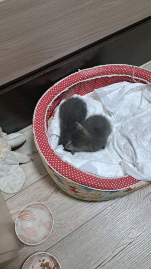 мим