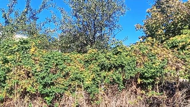 Гости уехали. Работа в курятнике. Нервотрёпка.