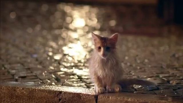 Alpen Gold Kitten