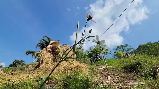 FULL VIDEO: 150 Days of Harvesting Crabs, Fish, Fruits Go to the market for sale.