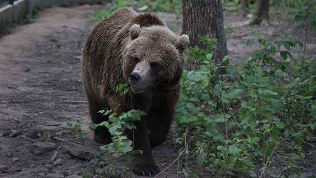 Женщина погибла в результате нападения медведя в Петропавловск-Камчатском