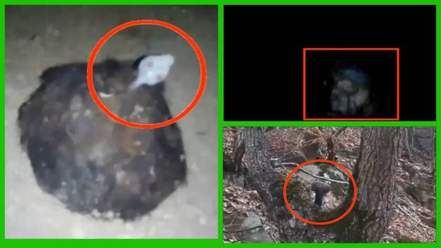 10 Паранормальные и Загадочные существа снятые на камеру | Страшные видео