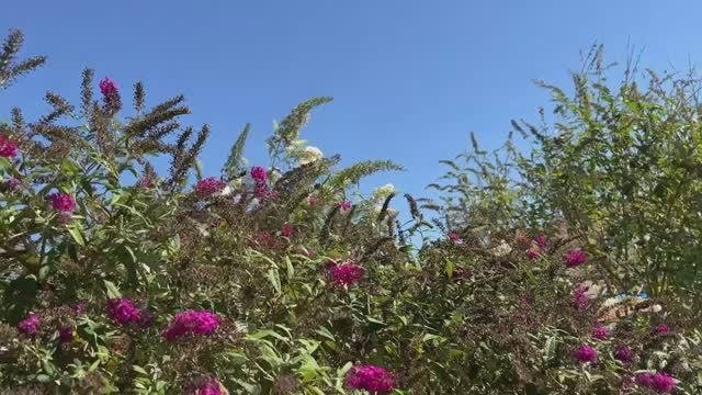 Наш крымский участок в сентябре Часть 2
