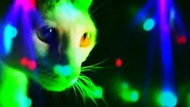 дискотека котиков(не моё)