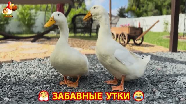 Забавные утки мускусные и пекинские на свободном выгуле со своими друзьями ч.(237) ❣️🤗😂
