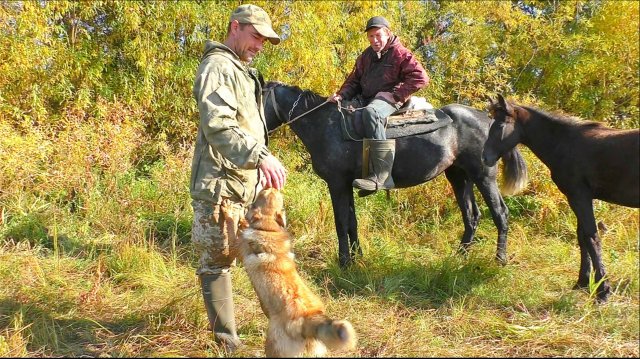 ОХОТА НА БОРОВУЮ ДИЧЬ ПО ТРАССЕ / ВСТРЕТИЛ ПАСТУХА В ЛЕСУ / ГЛУХАРИ НЕ ВЫСОВЫВАЮТСЯ ИЗ ТРАВЫ.