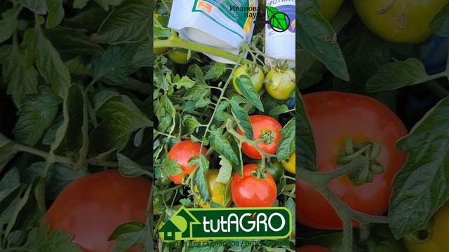 КАТАСТРОФА!!!!  Вот что стало с моими томатами! ТОМАТЫ СГОРЕЛИ НА ГЛАЗАХ! Фитофтора не щадит никого!
