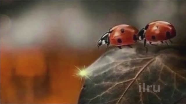 Желаю Доброго ДНЯ! ОЧЕНЬ КРАСИВАЯ МУЗЫКАЛЬНАЯ ВИДЕО ОТКРЫТКА
