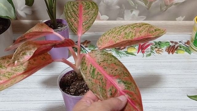 Комнатные растения/цветы. Обзор аглаонем. Какие у меня ещё есть.