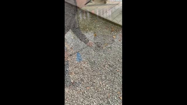 ITC TROUT JUNIORS 21,09,25 - 2 этап Осень