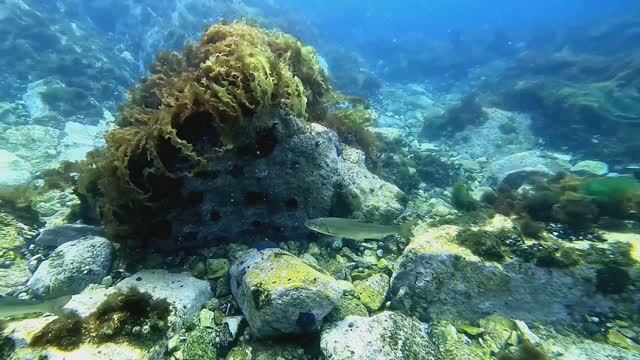 п. Южно-Морской.  Прибрежка - 24.08.2025 г.  (9)  [ 4K ]