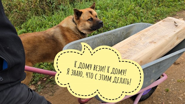 Псу Кубику снова счастья привалило! К собаке приехал магазин мечты и выдал рыбов!