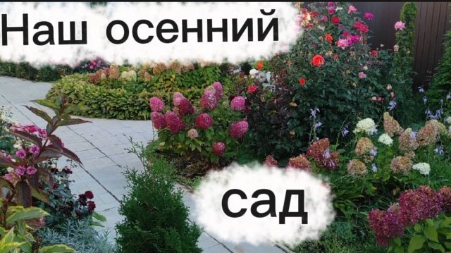 Осенний сад. Гортензии, хризантемы...