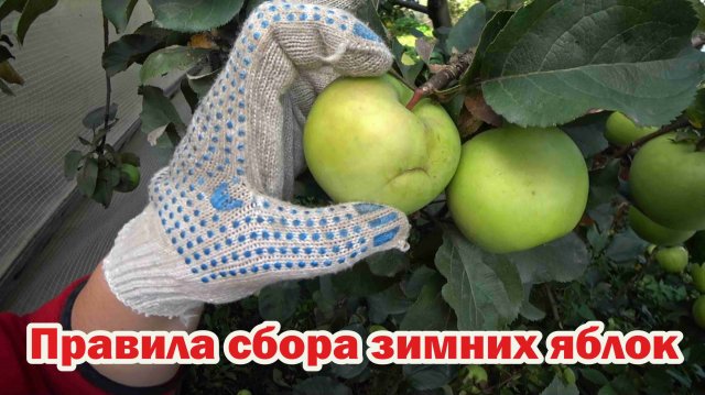 Сбор зимних яблок на хранение