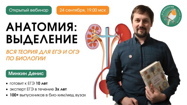 Анатомия: выделение - вся теория для ЕГЭ и ОГЭ по биологии