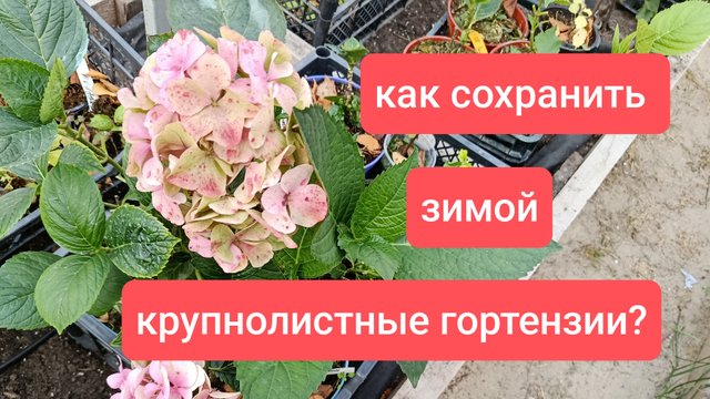Как сохранить зимой крупнолистные гортензии?