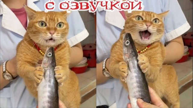 Приколы с животными Смешные видео с озвучкой СМЕШНОЕ ВИДЕО