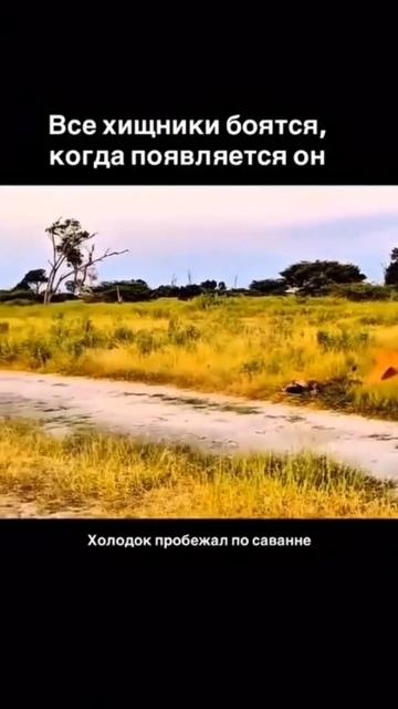 Страшный