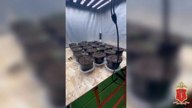 В Ленобласти полицией задержан мужчина, устроивший наркоферму на своём участке в деревне Глядино