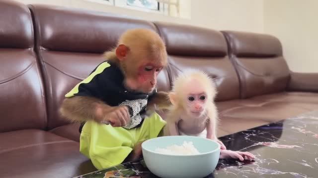 Обезьянки МАЛЕХА и БУКАШКА кроха одни дома Нашли рис Едят вилкой Довольны Смешилка