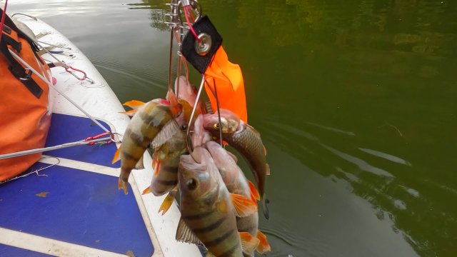 SUP рыбалка и каталка на перекате Осетра 20092025