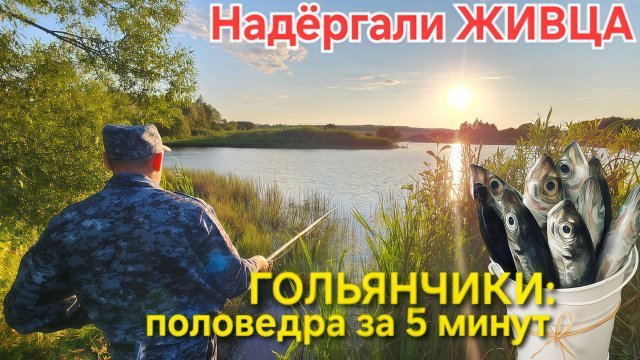 🔥Целый пруд с Гольянами⚡️ полведра ЖИВЦА за 5 минут ⚡️Ловить ЩУКУ на КРУЖКИ !!!!