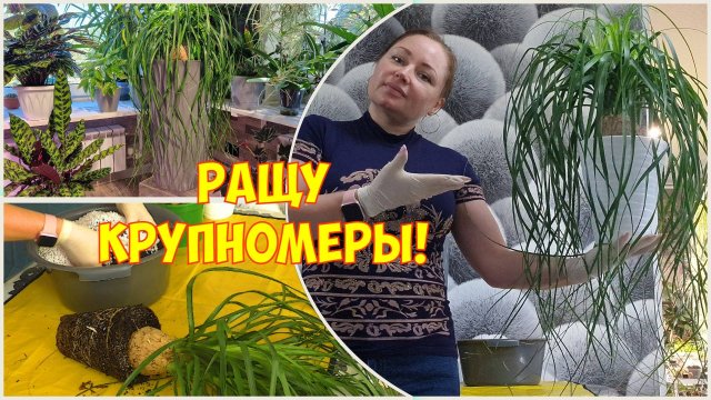 НОЛИНА. Пересадка в кашпо 21 литр. КОМНАТНЫЕ ЦВЕТЫ.
