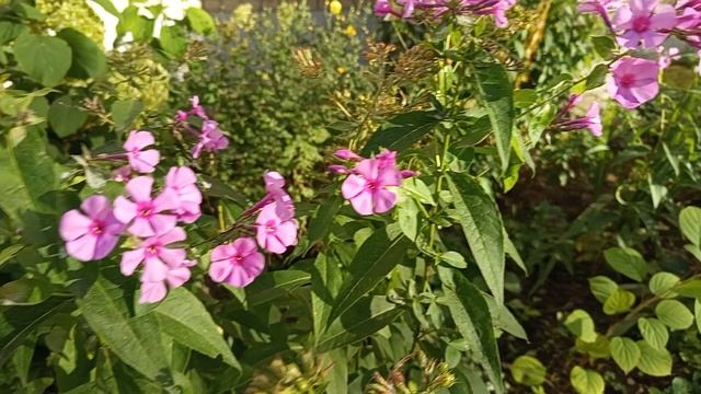 #осень красивые цветы
