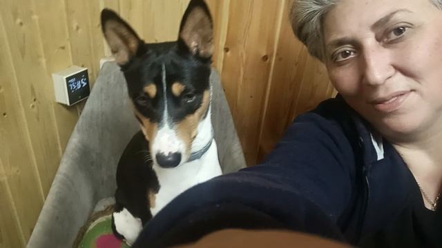 Басенджи Санечка всегда великолепен