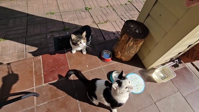 Котопозитив, огурцы, гортензии и воробьи!❤️