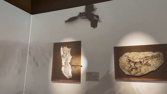 Шанхайский музей естественной истории