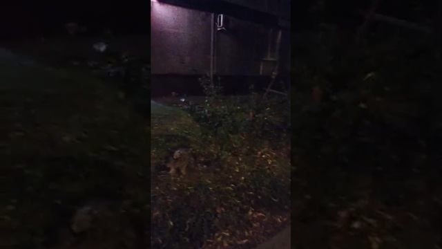 Мы идём гулять с собакой! | 26-сен-2025